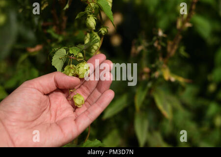 Young pretty woman holding wild hops in her hand Stock Photo