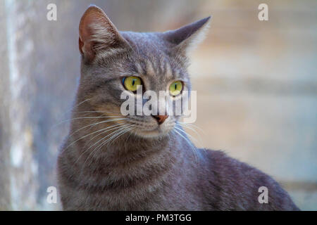 Awesome cute isolated grey cat portrait on street Stock Photo