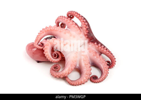 Small octopus isolated on white background. Close up Stock Photo