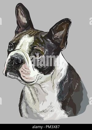 Boston terrier vector hand drawing illustration in different color on grey background Stock Vector