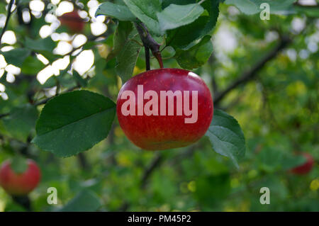 A red juicy apple from a tree. Set of fruits. Stock Photo