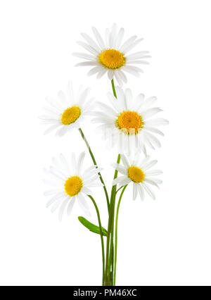 Bouquet of Chamomiles ( Ox-Eye Daisy ) isolated on a white background. Stock Photo