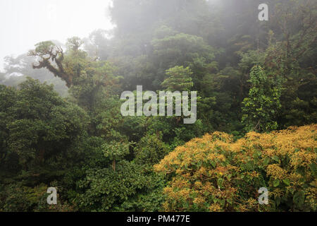 View of the forest canopy from above. Monteverde Cloud Forest Reserve. Costa Rica. Stock Photo