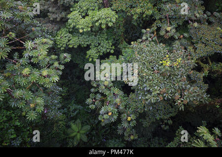 View of the forest canopy from above. Monteverde Cloud Forest Reserve. Costa Rica. Stock Photo