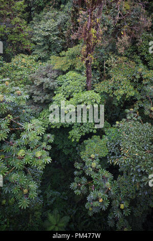 View of the forest canopy from above. Monteverde Cloud Forest Reserve. Costa Rica. Stock Photo