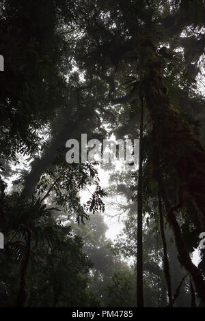 View of the forest canopy from below. Monteverde Cloud Forest Reserve. Costa Rica. Stock Photo
