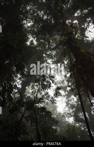 View of the forest canopy from below. Monteverde Cloud Forest Reserve. Costa Rica. Stock Photo