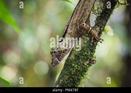 Pug-nosed Anole (Anolis capito) perched on tree. Los Angeles Cloud Forest Reserve. Costa Rica. Stock Photo