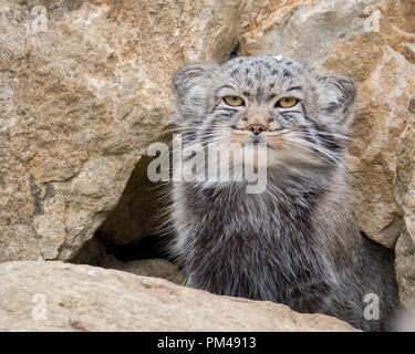 Pallas's cat Otocolobus manul sitting outside it's rocky den in Port Lympne Reserve safari park in Kent - England Stock Photo