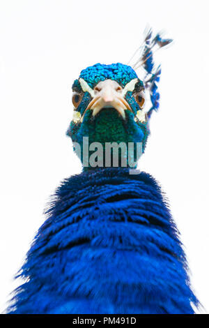 portrait-of-a-male-peacock-