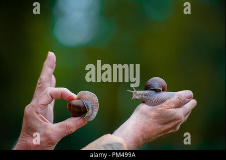 Two snails on the hand after the rain Stock Photo