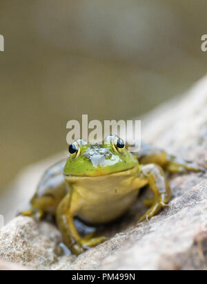 A green frog sits on a rock by a pond in New Hampshire, USA, at dusk. Stock Photo