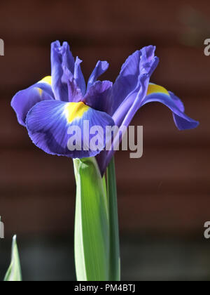 Dutch Iris Iris hollandica cultivar Blue Magic Flowering in Spring Stock Photo