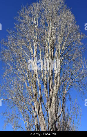 Single tall leafless tree with multiple trunks and silvery white bark on bright blue sky background. Stock Photo
