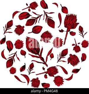 King protea flowers, buds and leaves items composed in circle shape on white background. Protea, symbol of the South Africa, hand drawn and colored in Stock Vector
