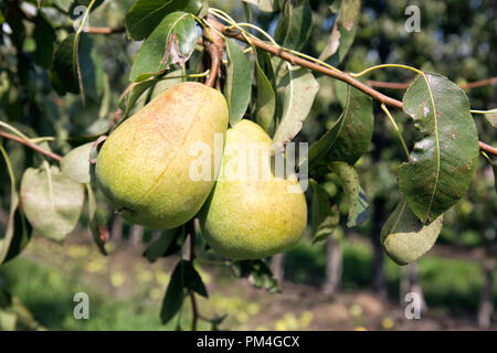 Growing crops of pears in the garden Stock Photo
