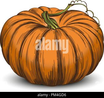 Pumpkin vegetable hand drawn vector illustration realistic sketch Stock Vector