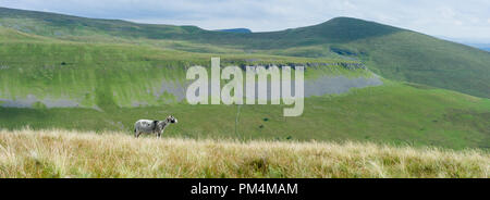 Middle Tongue from Peeping Hill with Murton Pike behind.  Near Dufton on the Pennine Way Stock Photo