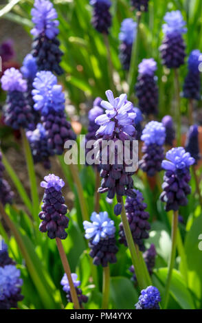Muscari Latifolium is a broad-leaved popular bicolored Grape Hyacinth