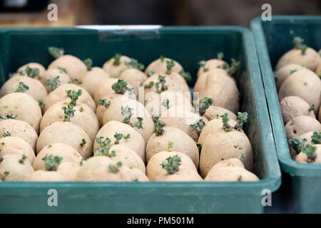 Winter chitted (forced) sprouting potatoes ready for planting. Stock Photo