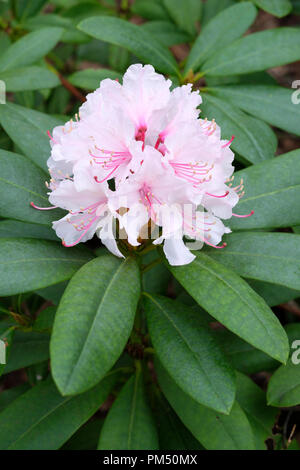 Winter flowering Rhododendron 'Christmas Cheer', caucasicum hybrid rhododendron 'Christmas Cheer' Stock Photo