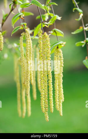 Spring catkins of betula utilis var. jacquemontii, West Himalayan birch Kashmir birch Stock Photo