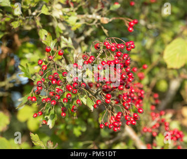 Crataegus monogyna, hawthorn berries Stock Photo