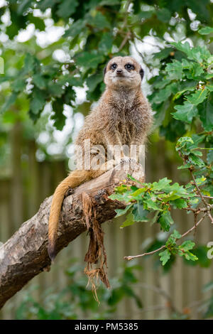 A Meerkat on lookout Stock Photo