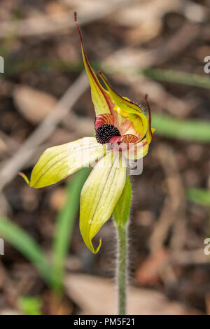 Caladenia macrostylis, Leaping Spider Orchid Stock Photo