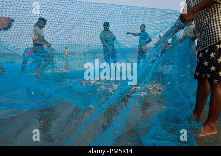 Fishermen in India collect fishes from fishing net Stock Photo