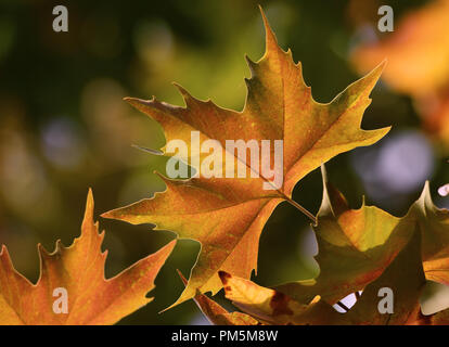 Sycamore leaf in Autumn / Fall with sunlight enhancing the beautiful Autumnal colours Stock Photo