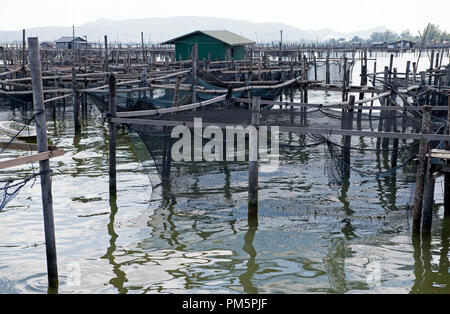 Thailand, Songkhla, Koh Yo, Aquacultural farm, Freshwater fish farming Stock Photo