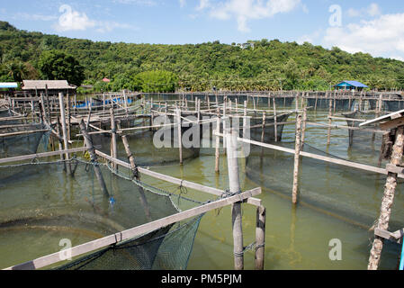 Thailand, Songkhla, Koh Yo, Aquacultural farm, Freshwater fish Stock Photo