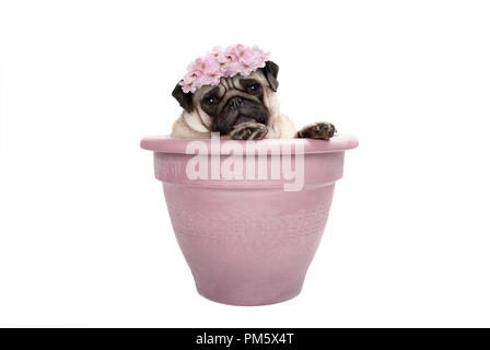 lovely sweet pug dog sitting in plant pot, wearing pale pink flowers diadem, isolated on white background Stock Photo
