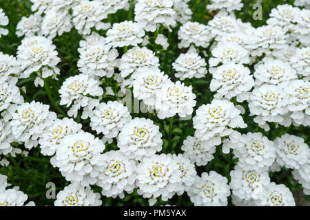 Close-up of the white flowers of Iberis sempervirens,(Iberis commutata) perennial candytuft Stock Photo