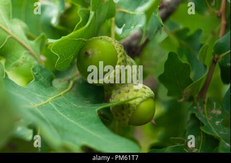 Green acorns growing on oak. Three acorns. Macro photo. Stock Photo