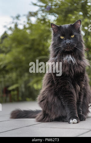 Domestic long haired black cat sitting outdoor in the garden. Looking bored and sleepy. Stock Photo