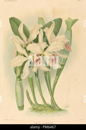 Laelia Euspatha. Medium: color lithograph. Museum: National Gallery of Art, Washington DC. Author: Joseph Mansell after Walter Hood Fitch. Stock Photo