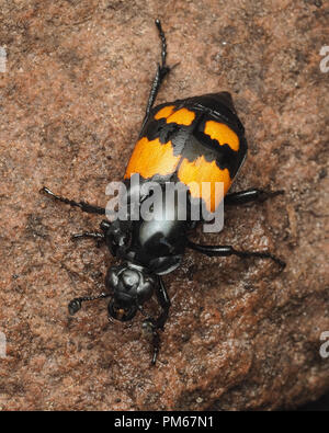 Common sexton beetle (Nicrophorus vespilloides), a brightly coloured