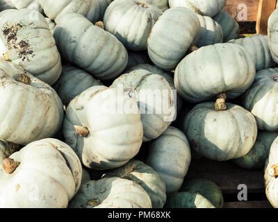 Image of close up view on crown-prince pumpkins Stock Photo