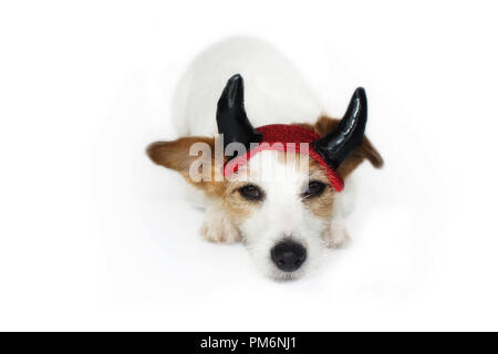 CUTE DOG WEARING HALLOWEEN DEVIL HORNS COSTUME ISOLATED ON WHITE BACKGROUND Stock Photo