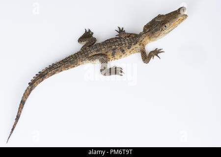 Above view on alligator isolated on white studio background Stock Photo