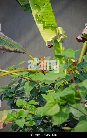 marwell zoo tropical house pygmy marmoset looking at a butterfly Stock Photo