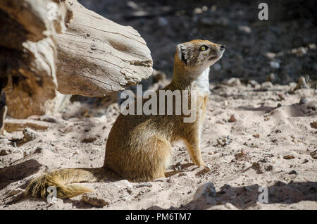 Yellow mongoose (Cynictis penicillata) Stock Photo