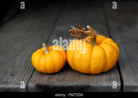 Two pumpkins on a dense background Stock Photo