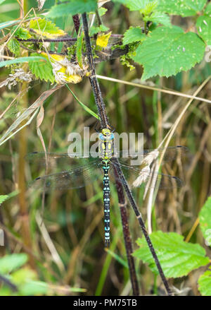 Emperor Dragonfly (Anax imperator), resting on nettle stem on a nature reserve in the Herefordshire UK countryside. Stock Photo
