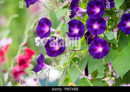 Ipomoea purpurea ‘star of yelta’. Morning Glory 'Star Of Yelta' flowers. Stock Photo