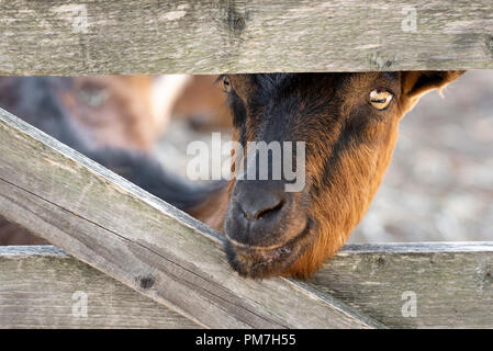 Funny adult goat looks at the camera through the fence wooden boards Stock Photo