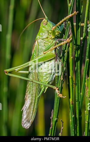 Great green bush-cricket (Tettigonia viridissima) male in common broom / Scotch broom Stock Photo