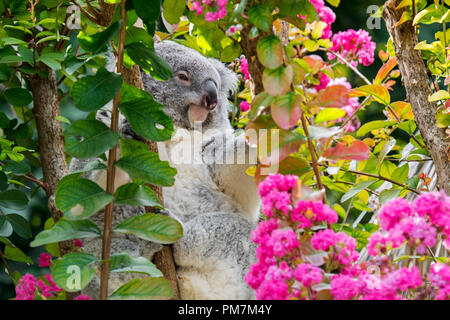 Koala (Phascolarctos cinereus) resting in flowering tree, marsupial native to Australia Stock Photo